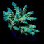 Acropora tenuis (Rainbow-Homewrecker)