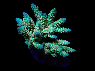 Acropora tenuis (Rainbow-Homewrecker)