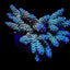 Acropora tenuis (Rainbow-Homewrecker)