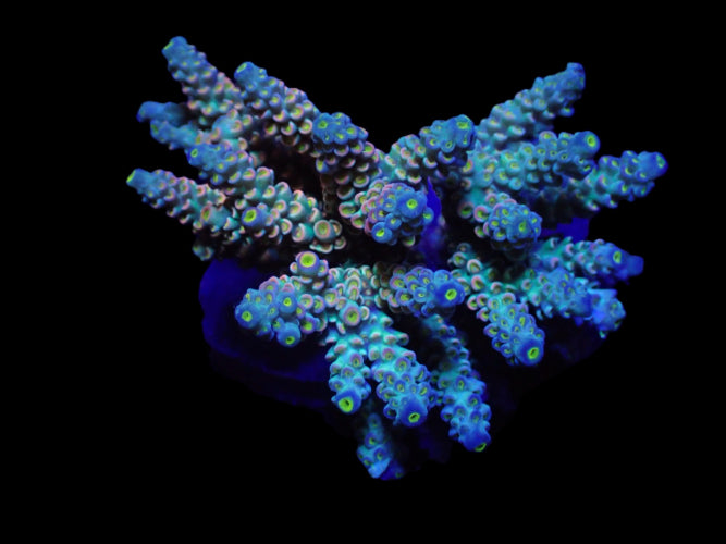 Acropora tenuis (Rainbow-Homewrecker)