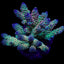 Acropora tenuis (Rainbow-Homewrecker)