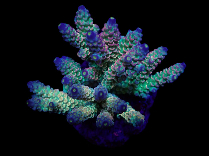 Acropora tenuis (Rainbow-Homewrecker)