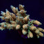 Acropora tenuis (Rainbow-Homewrecker)