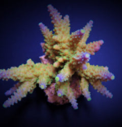 Acropora valida