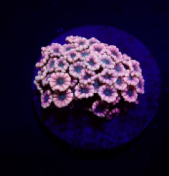Alveopora spp. (Ultra) (frag) NZ