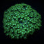 Alveopora spp. (Green)