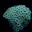 Alveopora spp. (Premium)