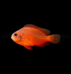 Amphiprion ephippium - T.B.