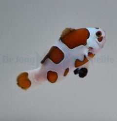 Amphiprion ocellaris (Mocha Storm) - T.B.