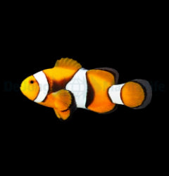 Amphiprion percula (Black) - T.B.