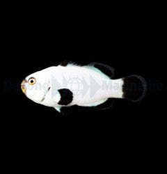 Amphiprion percula (Platinum) - T.B.