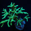 Anacropora spp. (Yellow-Green)