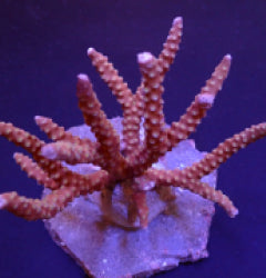 Anacropora spp. (Reddish)
