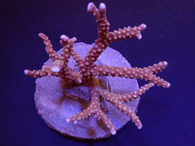 Anacropora spp. (Reddish)