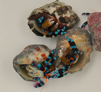 Calcinus elegans