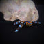 Calcinus elegans