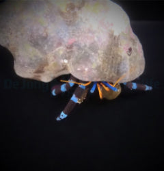 Calcinus elegans