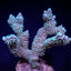 Montipora capitata