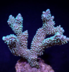 Montipora capitata