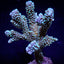 Montipora capitata