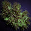 Catalaphyllia jardinei