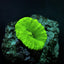 Caulastrea curvata (Green) (Ultra) (frag) NZ