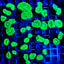 Caulastrea curvata (Green) (Ultra) (frag) NZ