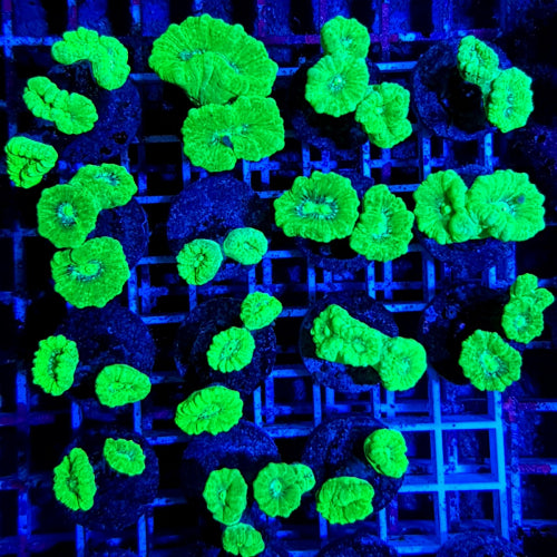Caulastrea curvata (Green) (Ultra) (frag) NZ