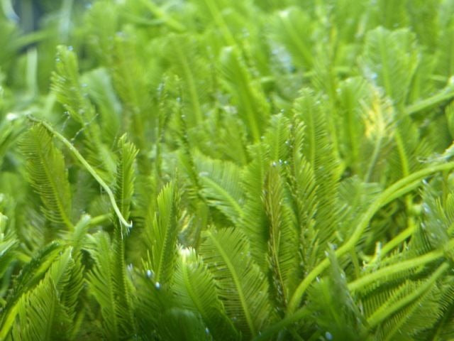 Caulerpa spp.