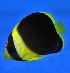Chaetodontoplus duboulayi - T.B.