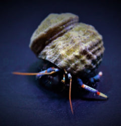 Clibanarius tricolor