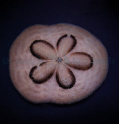 Clypeaster humilis