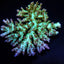 Acropora desalwii