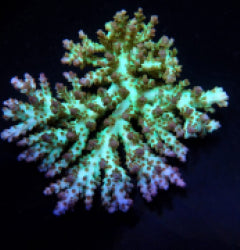 Acropora desalwii