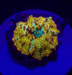 Discosoma spp. (Special Selected) (Ultra) (1 ear) NZ