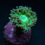 Duncanopsammia axifuga (frag) NZ