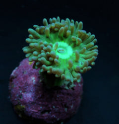 Duncanopsammia axifuga (frag) NZ
