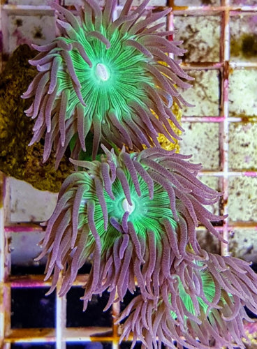 Duncanopsammia axifuga (frag) NZ