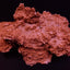 Montipora spp. (Encrusting) (Orange-Red)