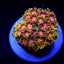 Goniopora spp. (Master Grade) (frag)