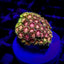 Goniopora spp. (Master Grade) (frag)