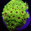 Goniopora spp. (Master Grade) (frag)
