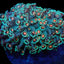 Goniopora spp. (Orange Center) Goniopora spp. (Orange Center)