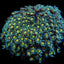 Goniopora spp. (Orange Center) Goniopora spp. (Orange Center)