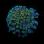 Goniopora spp. (Orange Center) Goniopora spp. (Orange Center)