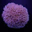 Goniopora spp. (Blue-Purple)