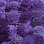 Goniopora spp. (Blue-Purple)