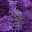 Goniopora spp. (Blue-Purple)