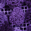 Goniopora spp. (Blue-Purple)