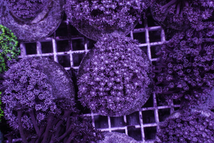 Goniopora spp. (Blue-Purple)